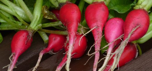 Radieschen