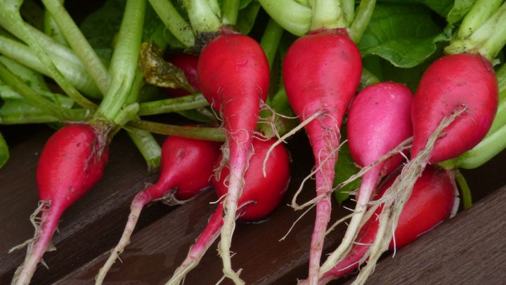 Radieschen