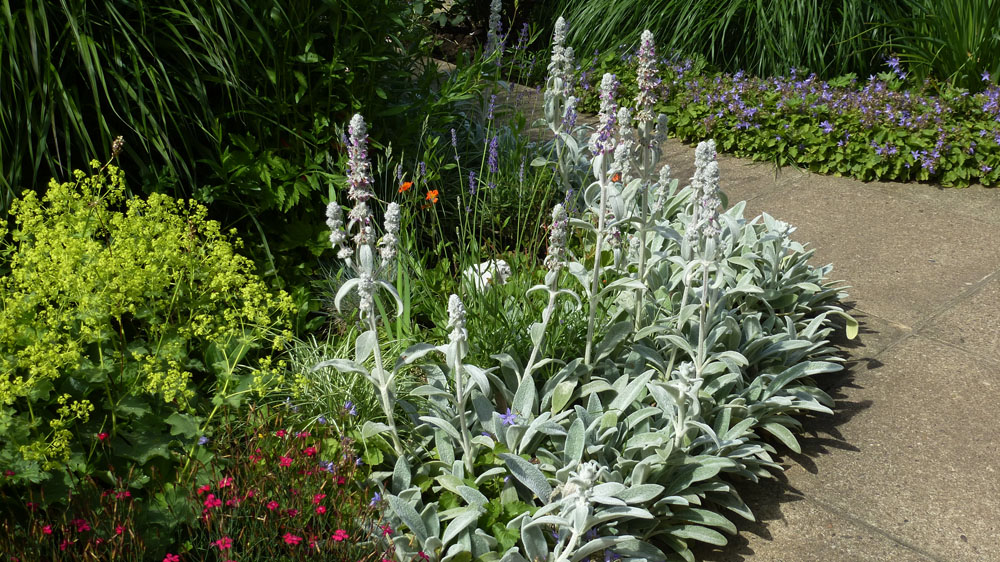 saatgut garten kaufen Bio-Saatgut-Set: 20 Lieblingssorten von Melli aus dem Garten – Heirbloom main image 1