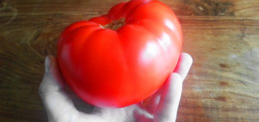 Tomaten ernten - der richtige Zeitpunkt und die richtige Technik
