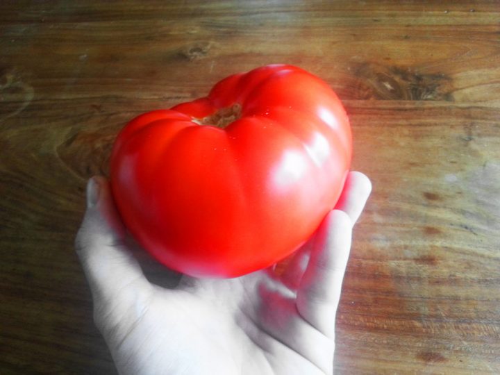 Tomaten ernten - der richtige Zeitpunkt und die richtige Technik