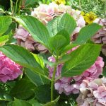 Hortensien vermehren - Steckling