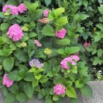 Hortensie