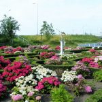 Hortensienbeet in Holland