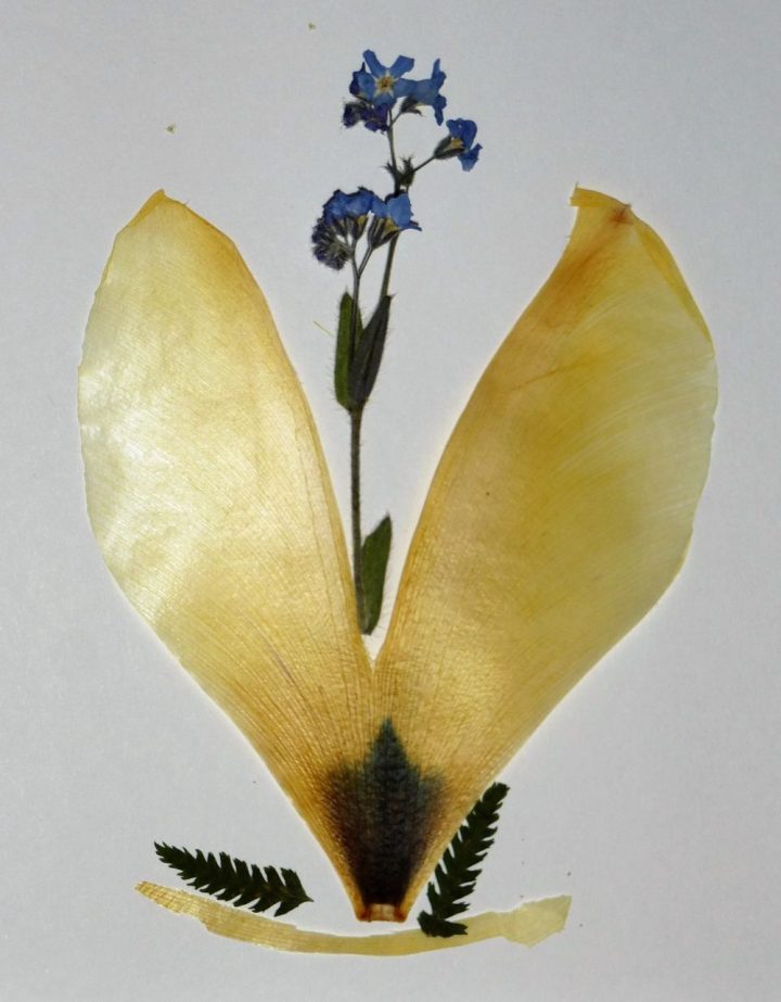 Blumenkarten gestalten