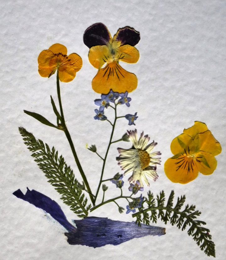 Blumen pressen