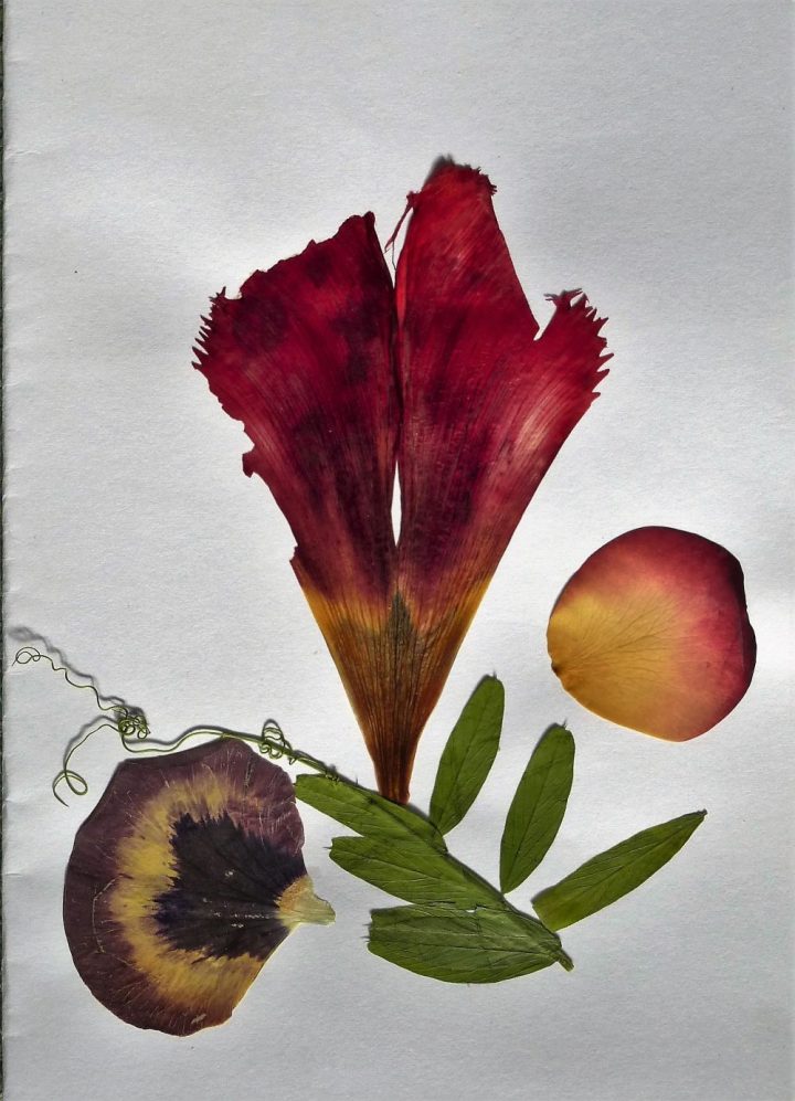 Blumen pressen