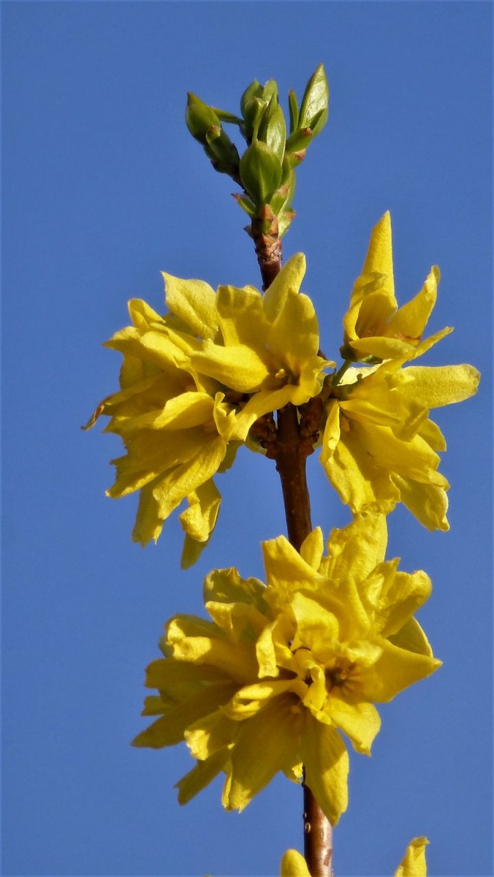 Forsythie