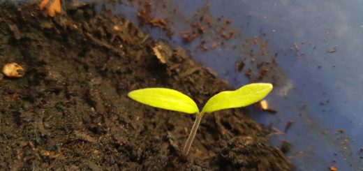 Tomaten Aussaat - erster Keim