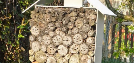 Wildbienen-Nisthilfen