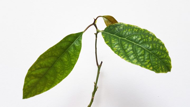 Avocadobaum pflegen - Blätter mit zu viel Sonne färben sich gelb und kräuseln sich