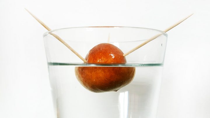 Avocadokern keimen lassen - mit Zahnstocher im Wasserglas
