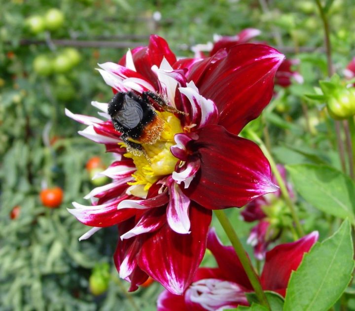 Hummel auf Dahlie