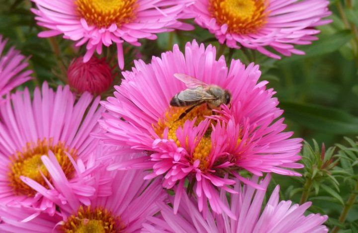 Biene auf Herbstaster