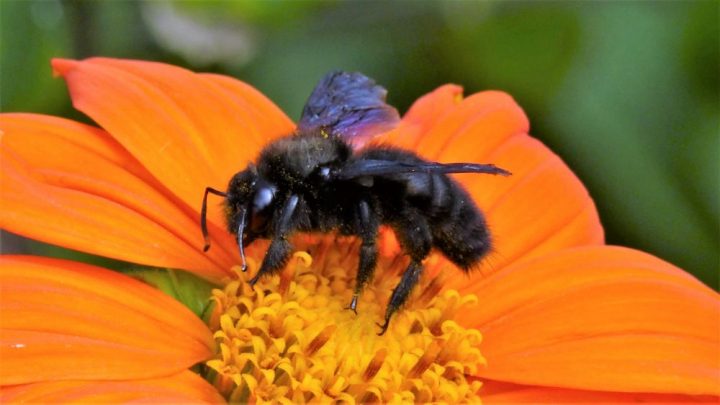 Holzbiene auf Tithonia