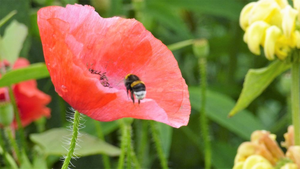 Biene auf Mohn
