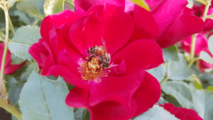 Biene auf Rose