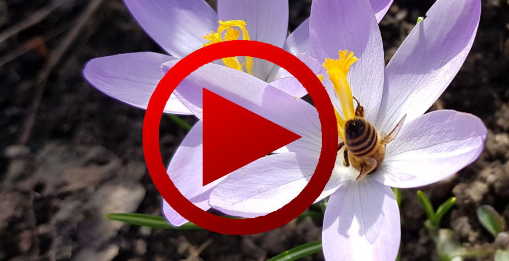 Bienen und Insekten im Garten Video