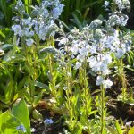 enzianblättriger Ehrenpreis