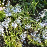 enzianblättriger Ehrenpreis