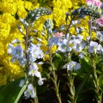 enzianblättriger Ehrenpreis