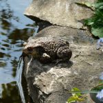 Kröten lieben das feuchte KLima am Teich