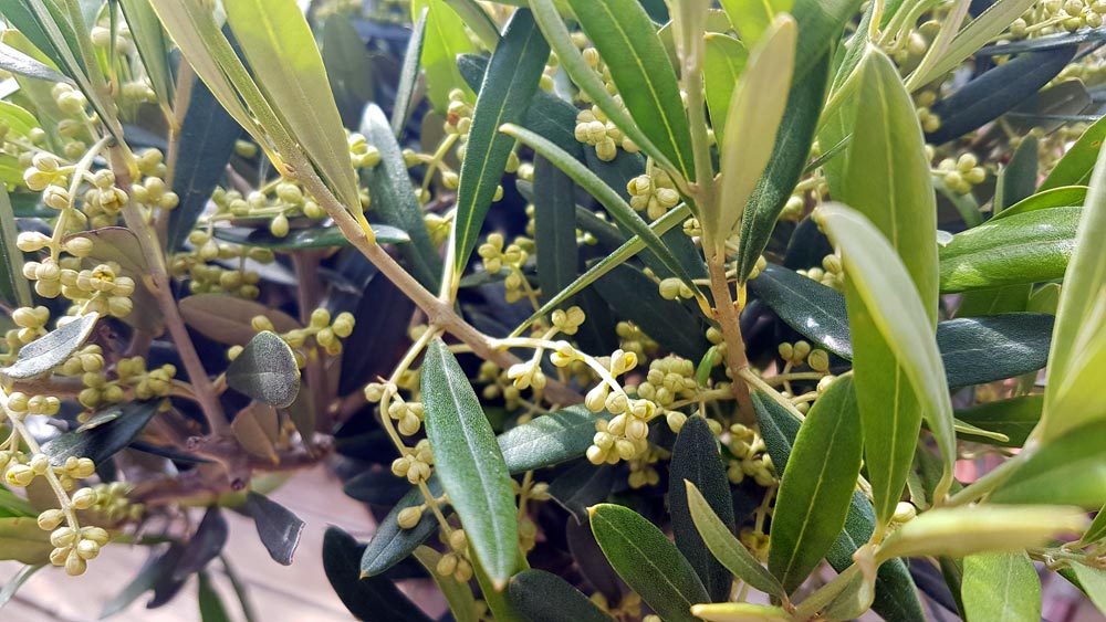 Oliven Blüte