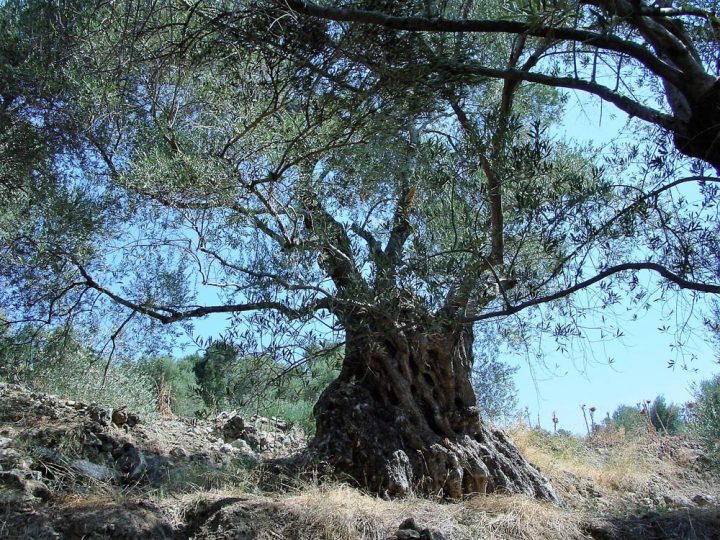 Olivenbaum auf Kreta