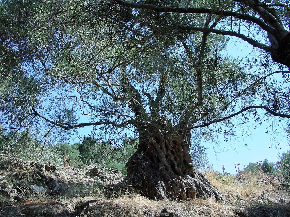 Olivenbaum auf Kreta