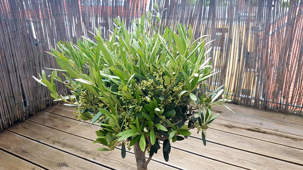 Olivenbäumchen für den Balkon