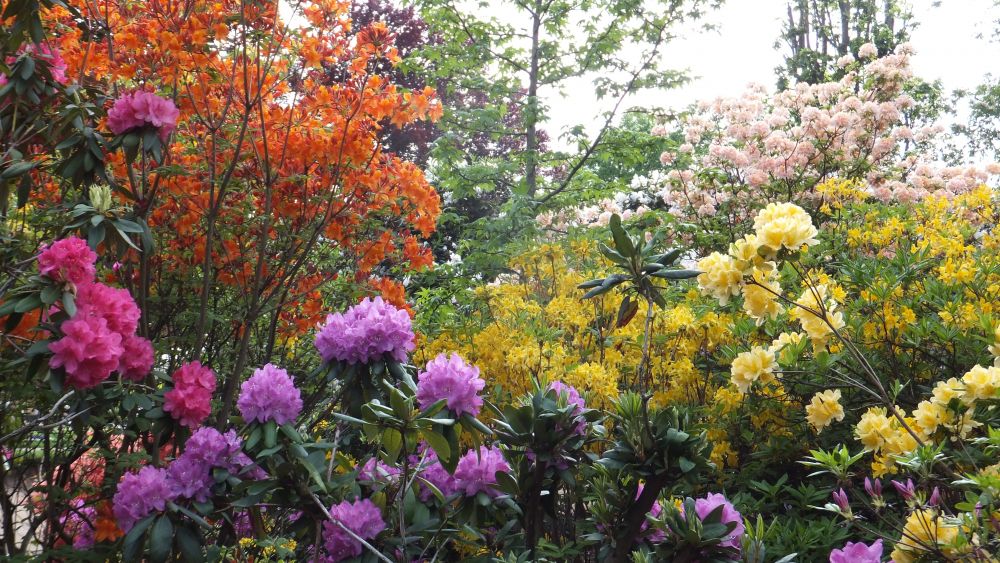 Rhododendron