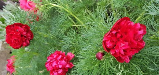 Farnblatt-Pfingsrose