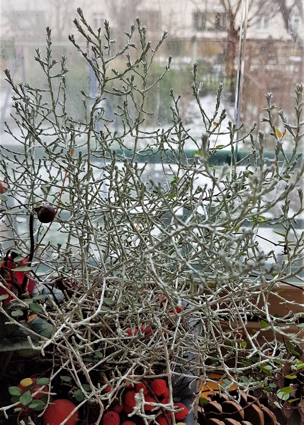 StacheldrahtpflanzeStacheldrahtpflanze  ein Gerst fr den Herbst