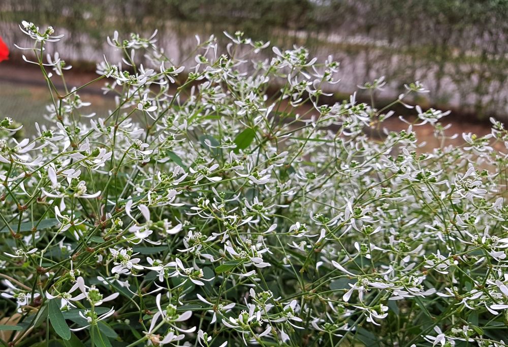 pflanze zauberschnee