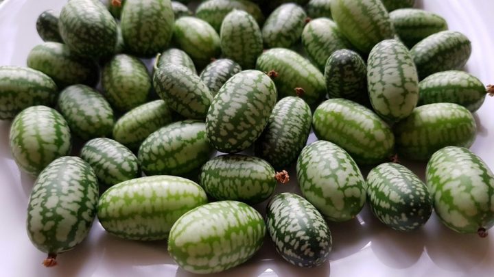 Mexikanische Minigurke