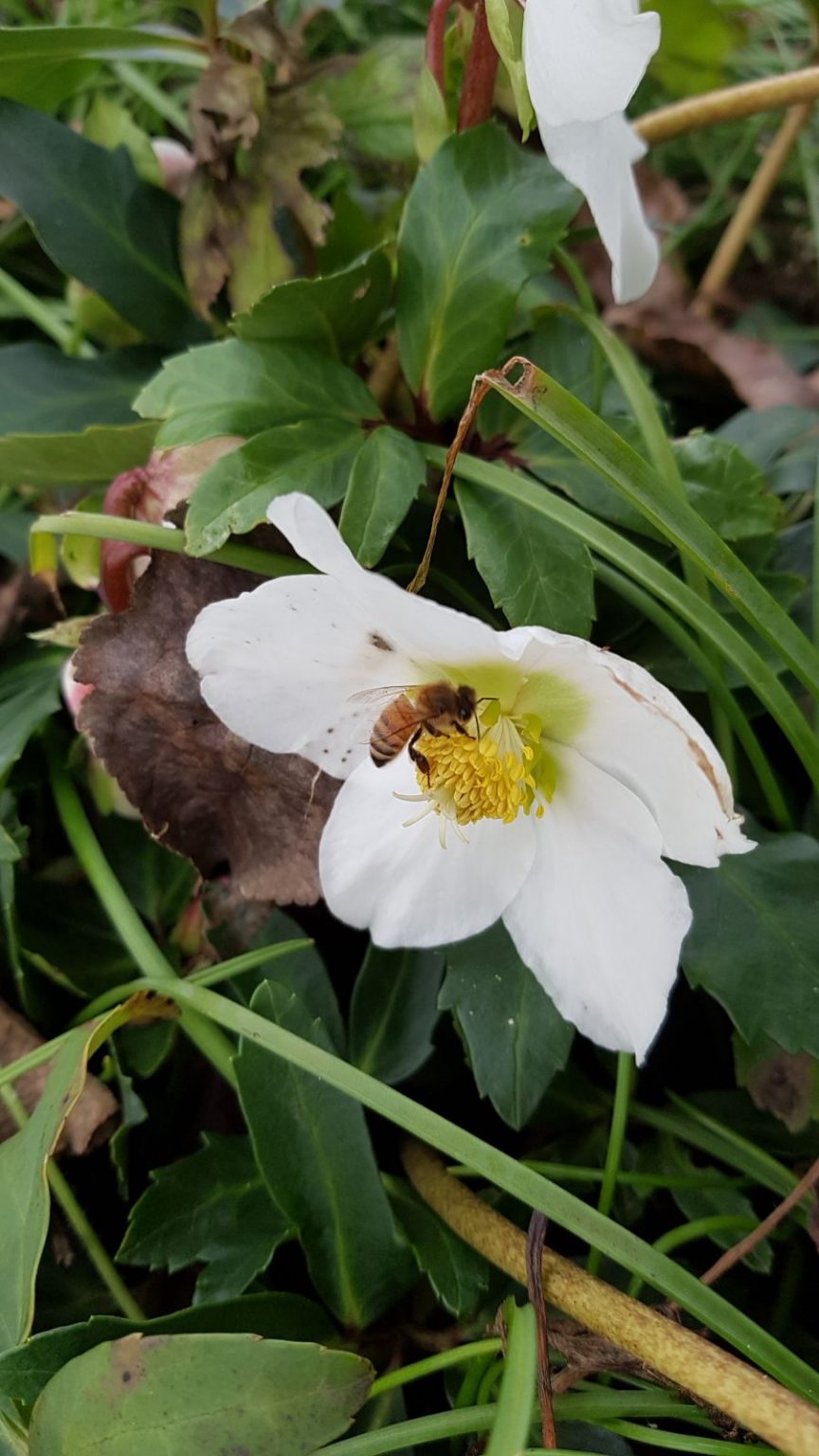 Winterblüher Christrose