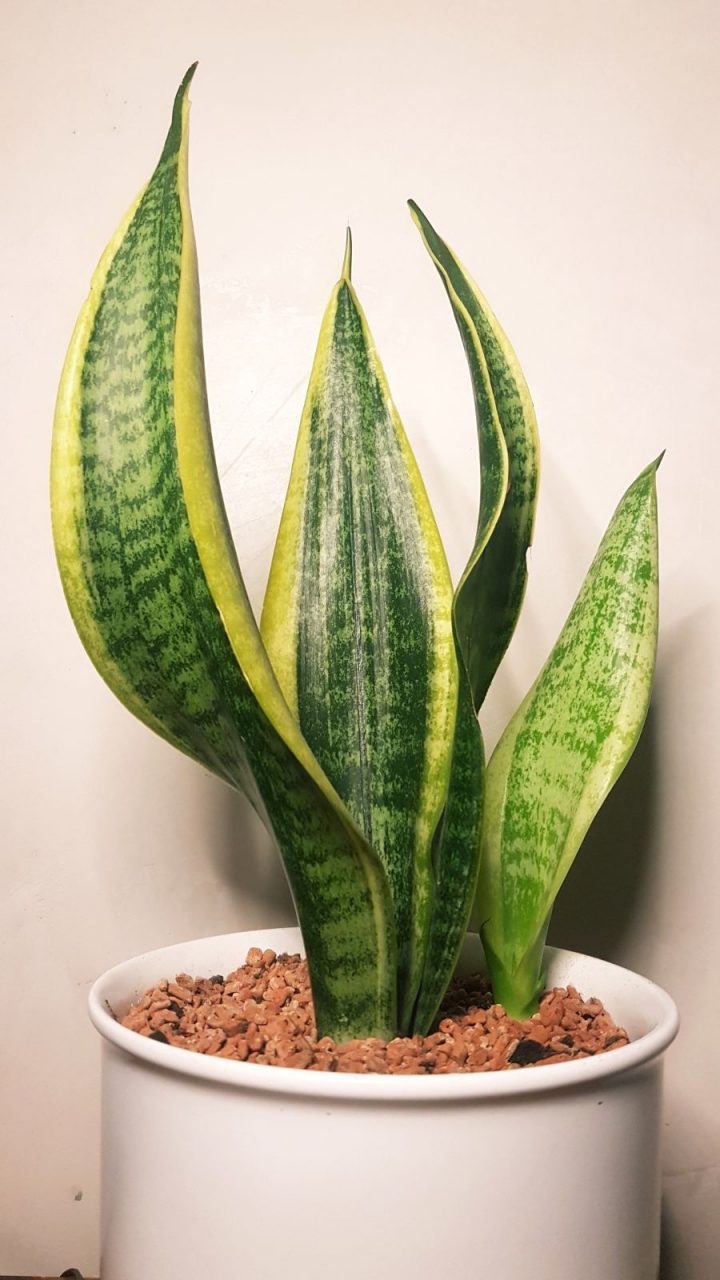 Sansevieria pflegeleichte Grünpflanze