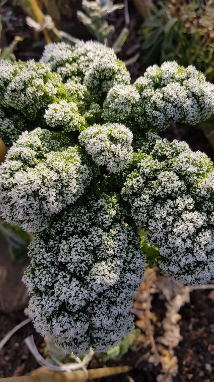 Wintergemüse ernten