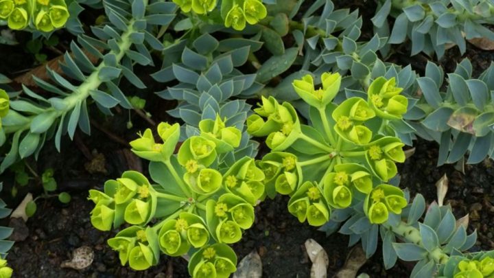 Bodendecker für sonnige Standorte