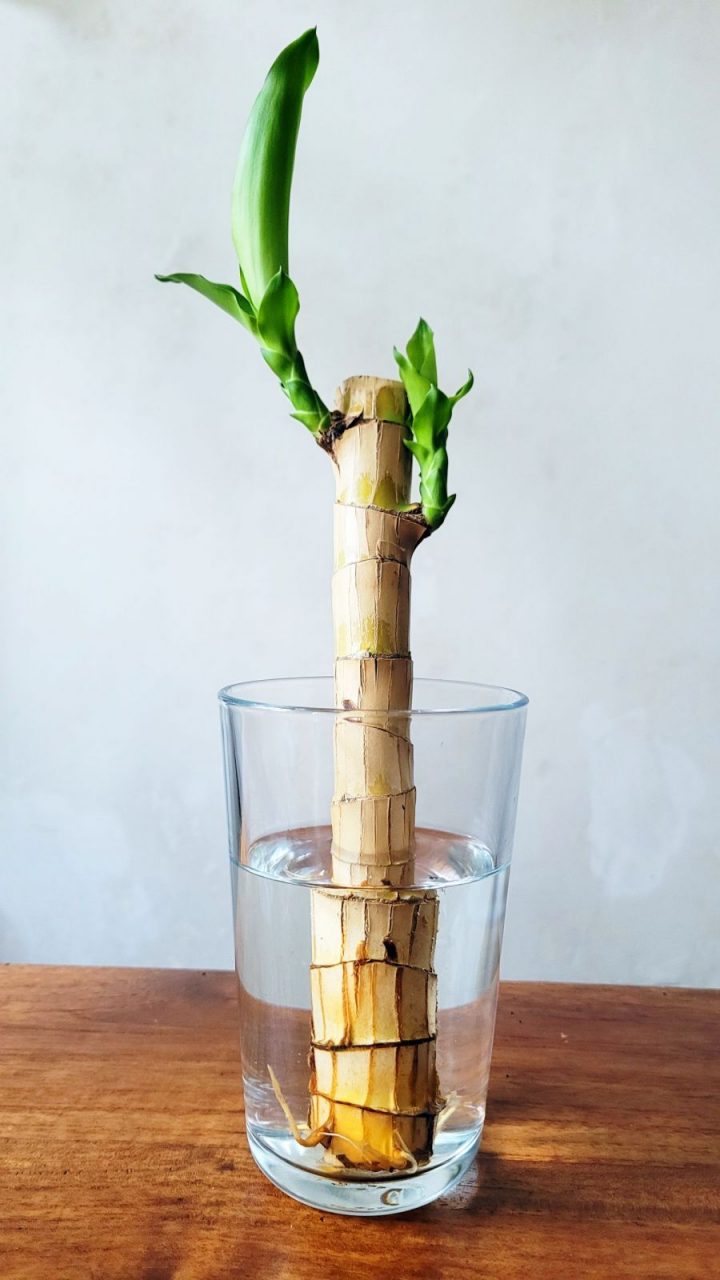 Wunderholz vermehren - im Wasserglas wurzeln und austreiben lassen