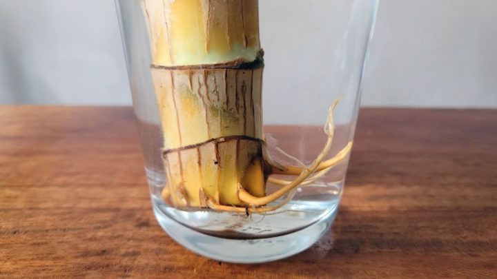Wunderholz vermehren - nach 3-4 Wochen zeigen sich erste Wurzeln