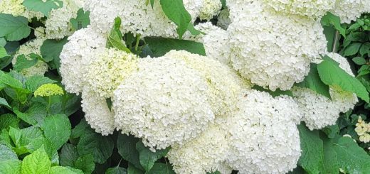 Hortensien vermehren über Stecklinge