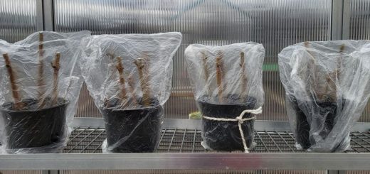 Stecklingsvermehrung - so funktioniert sie