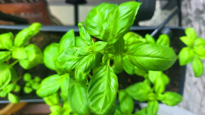 Basilikum pflegen - so kann man Supermarkt Basilikum retten