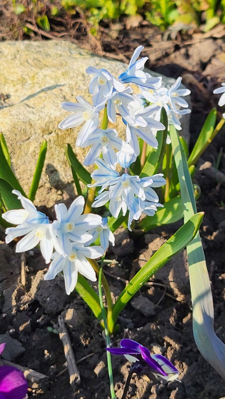 Puschkinien im Steingarten