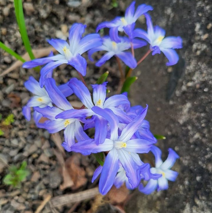 Schneestolz im Garten