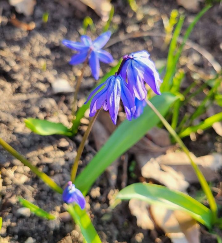 Sibirischer Blaustern