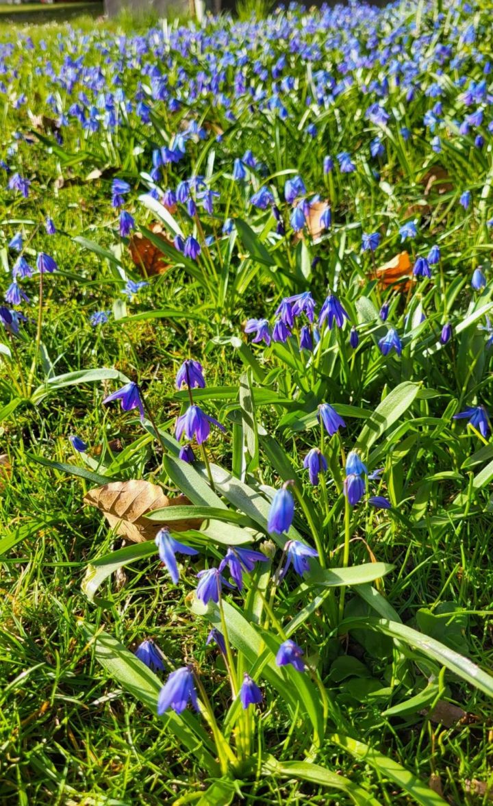 Teppich von Blaustern