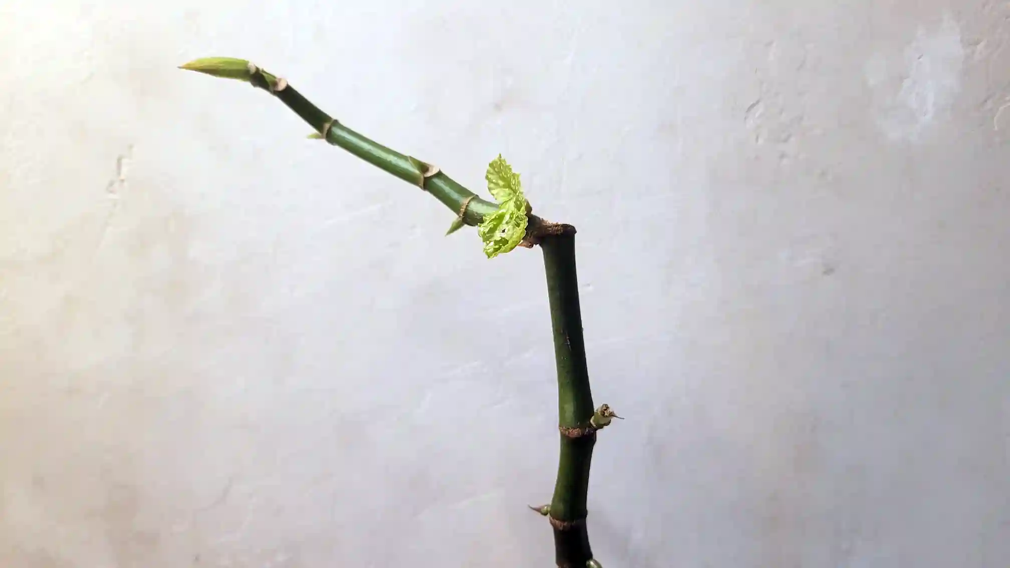 Forellenbegonie verliert Blätter