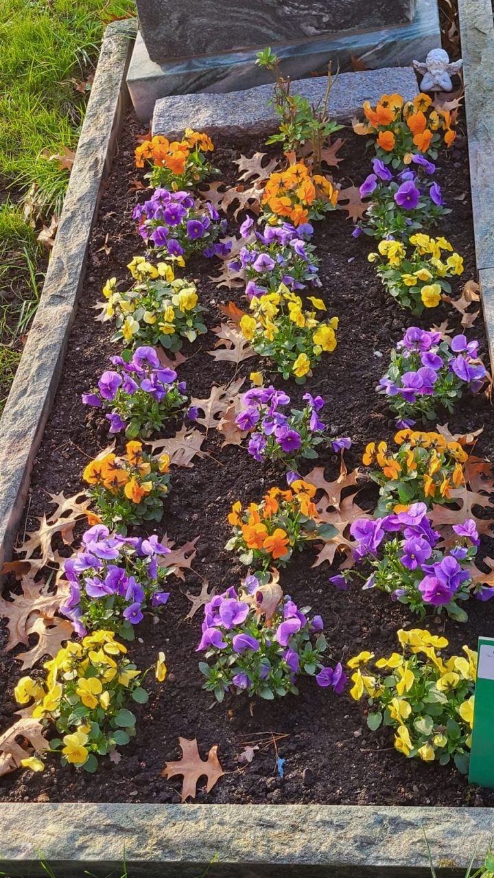 Grabbepflanzung im Frühling